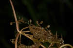 Eastern purple bladderwort